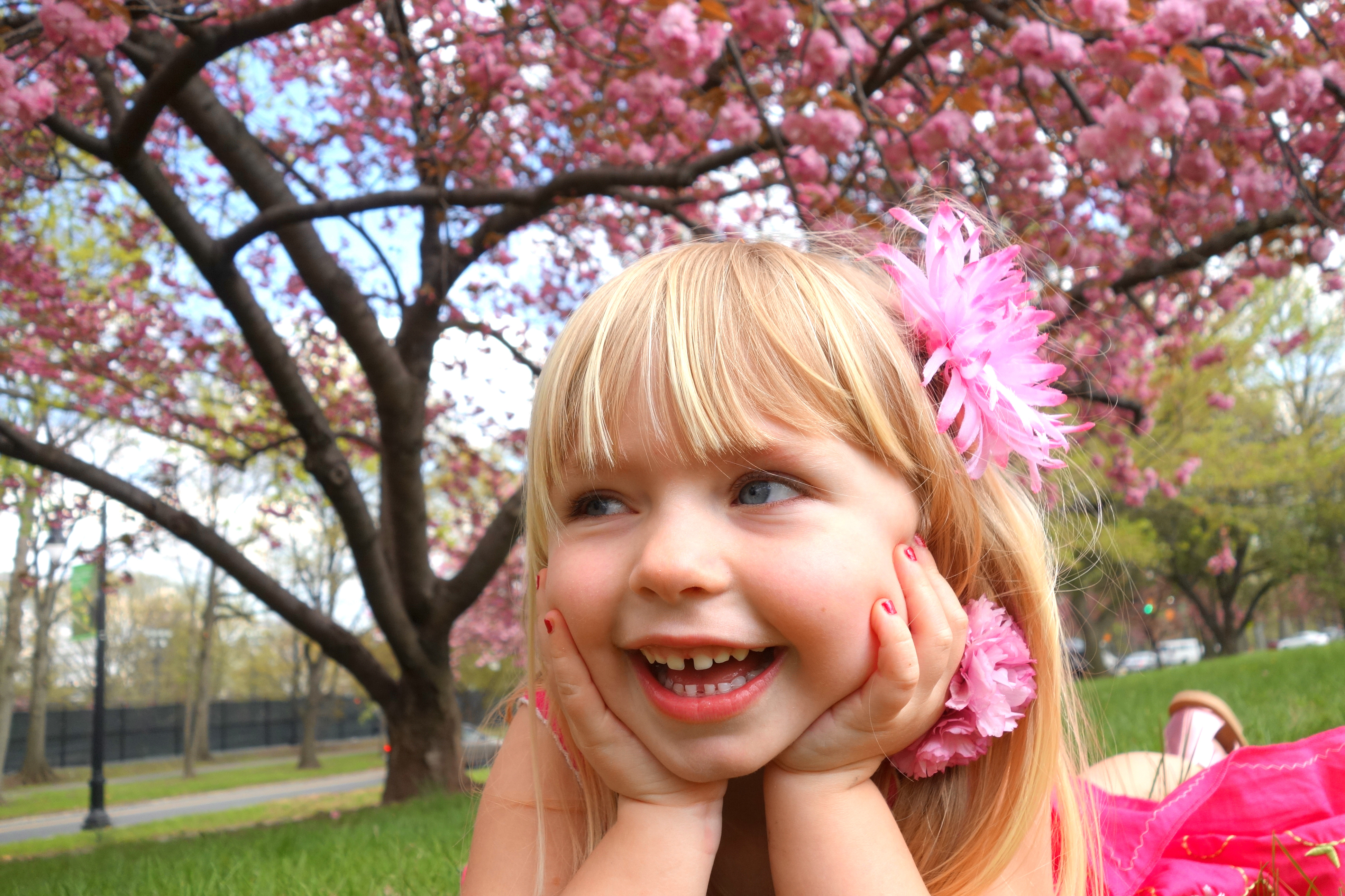 A visit to the Cherry Blossoms